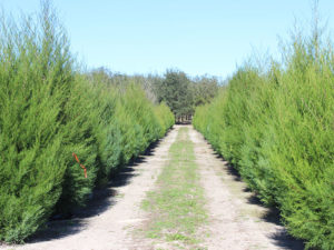 tree-row-image