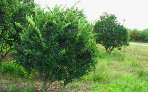 ligustrum-evergreens-03