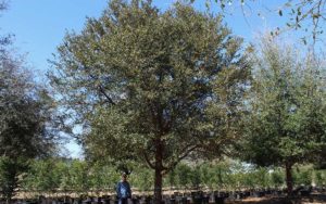 live-oak-tree-01