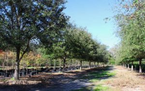 live-oak-tree-02