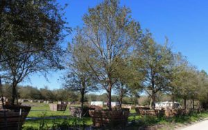 live-oak-tree-03