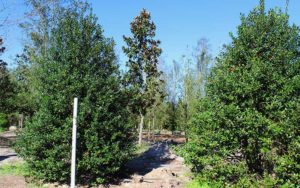 nellie-r-stevens-pine-trees-02