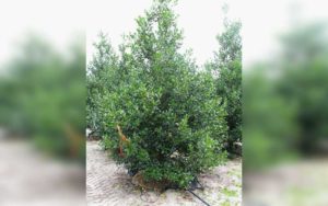nellie-r-stevens-pine-trees-03