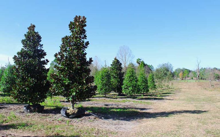 Huntsman Tree Supplier Tree Gallery