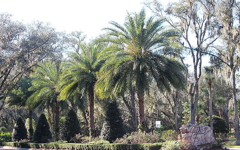 juliettefalls02 Huntsman Tree Supplier