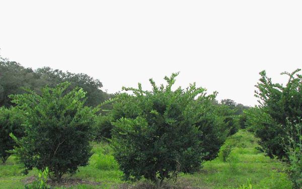 ligustrum-evergreens-04