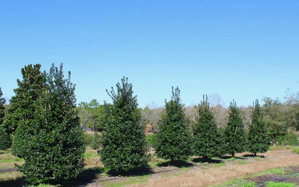 nellie-r-stevens-pine-trees-01