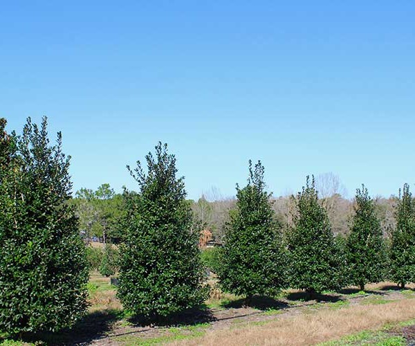 nellie-r-stevens-pine-trees-01