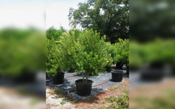 wax-myrtle-evergreen-tree