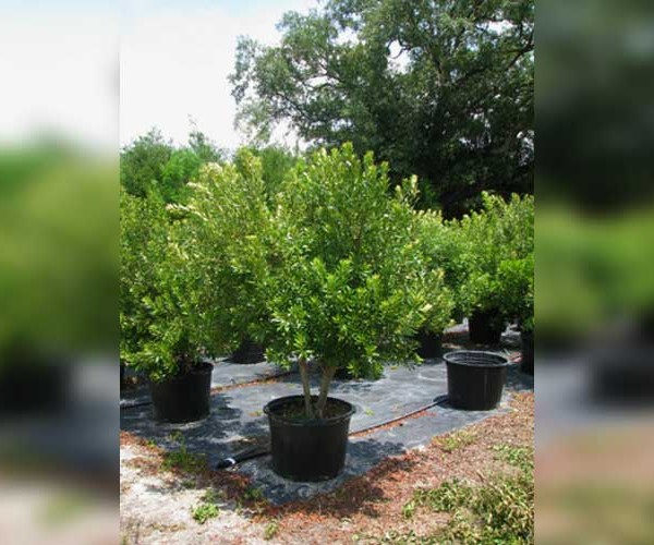 wax-myrtle-evergreen-tree