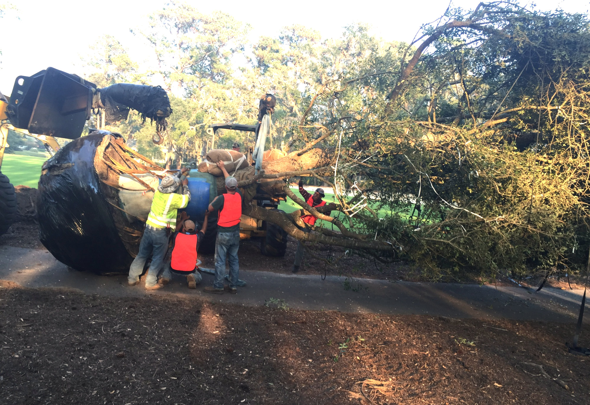 Tree_Install_2 Huntsman Tree Supplier